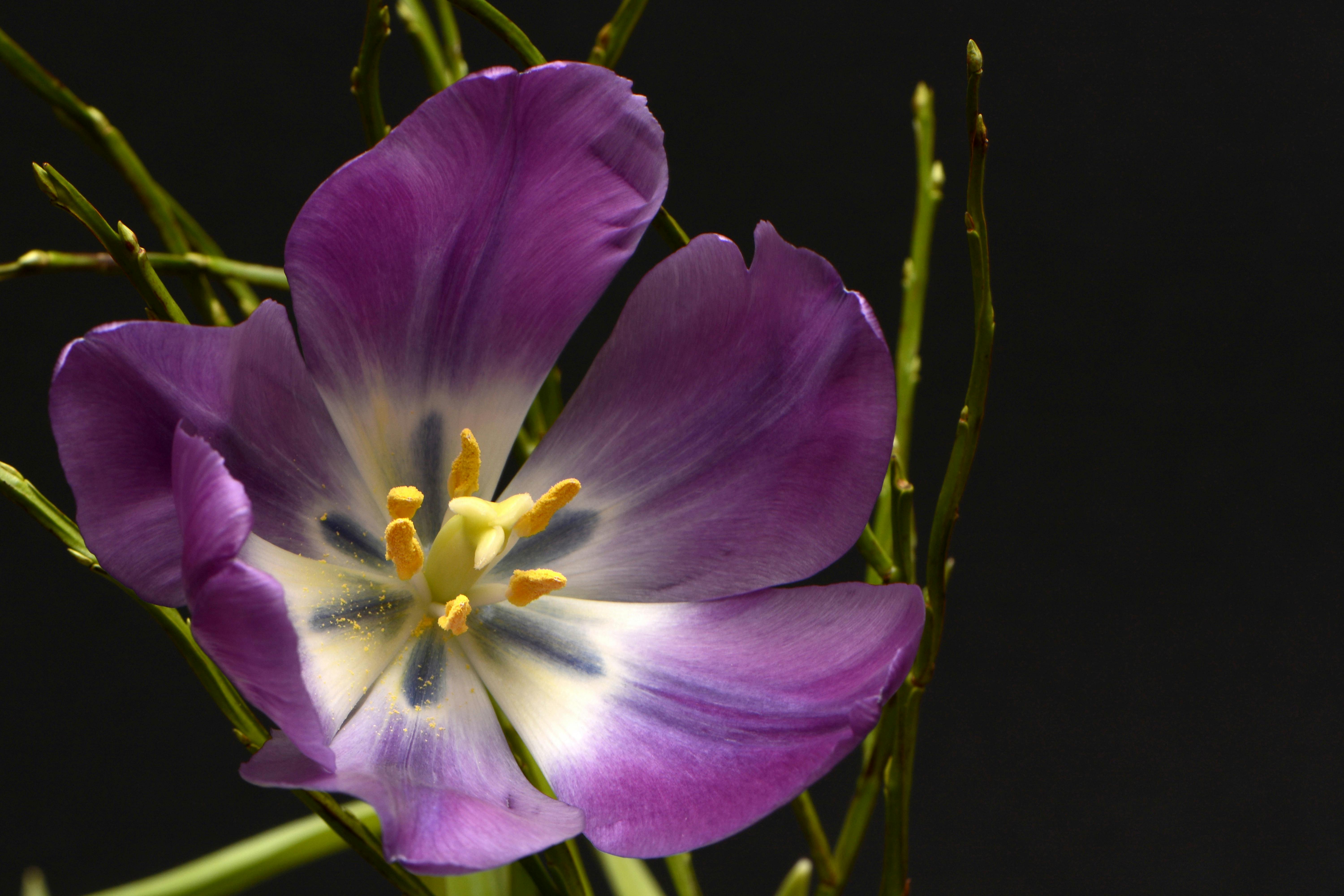 Unduh 500 Koleksi Background Hijau Lily HD Gratis