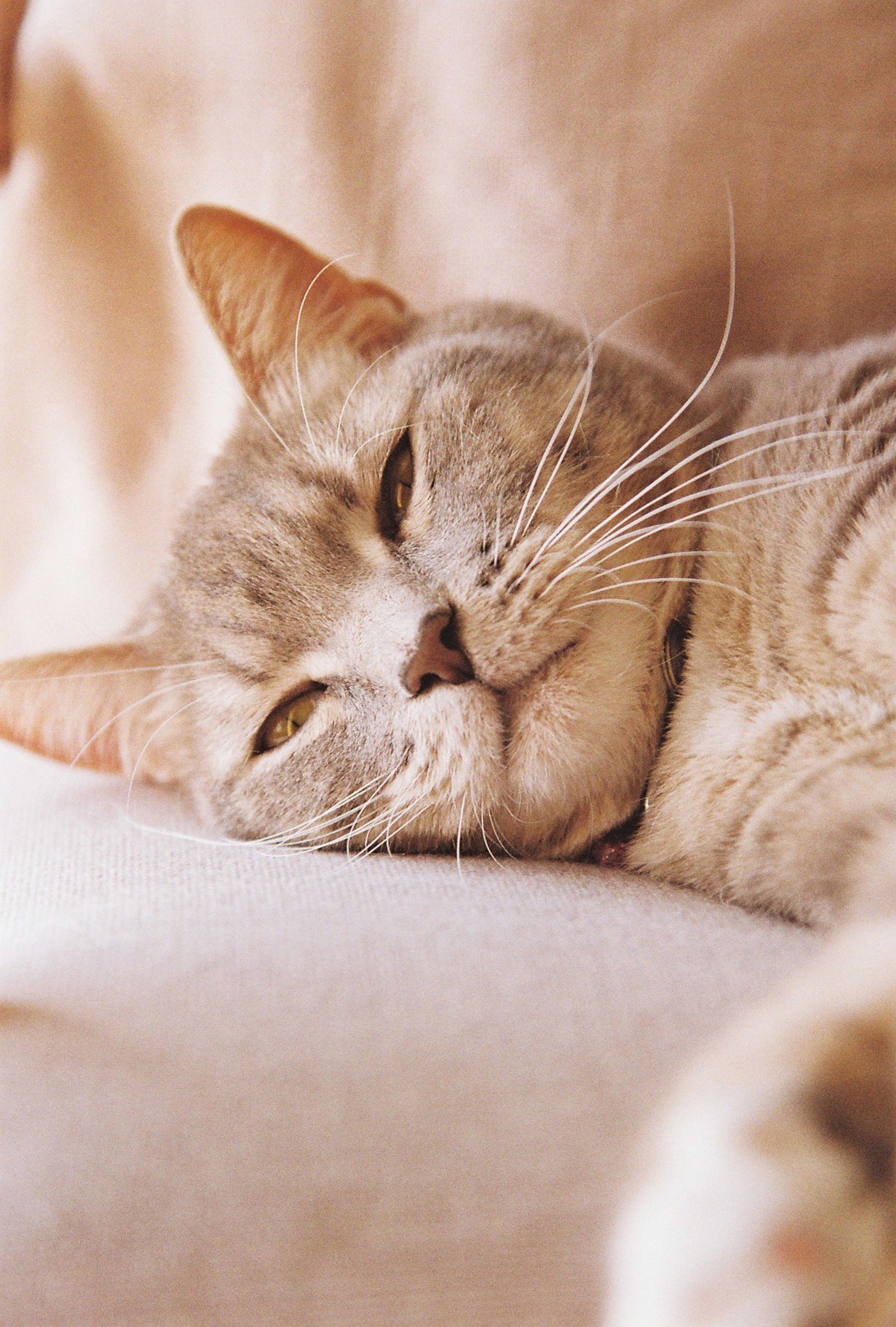 A serene domestic short-haired cat resting comfortably on a couch indoors.