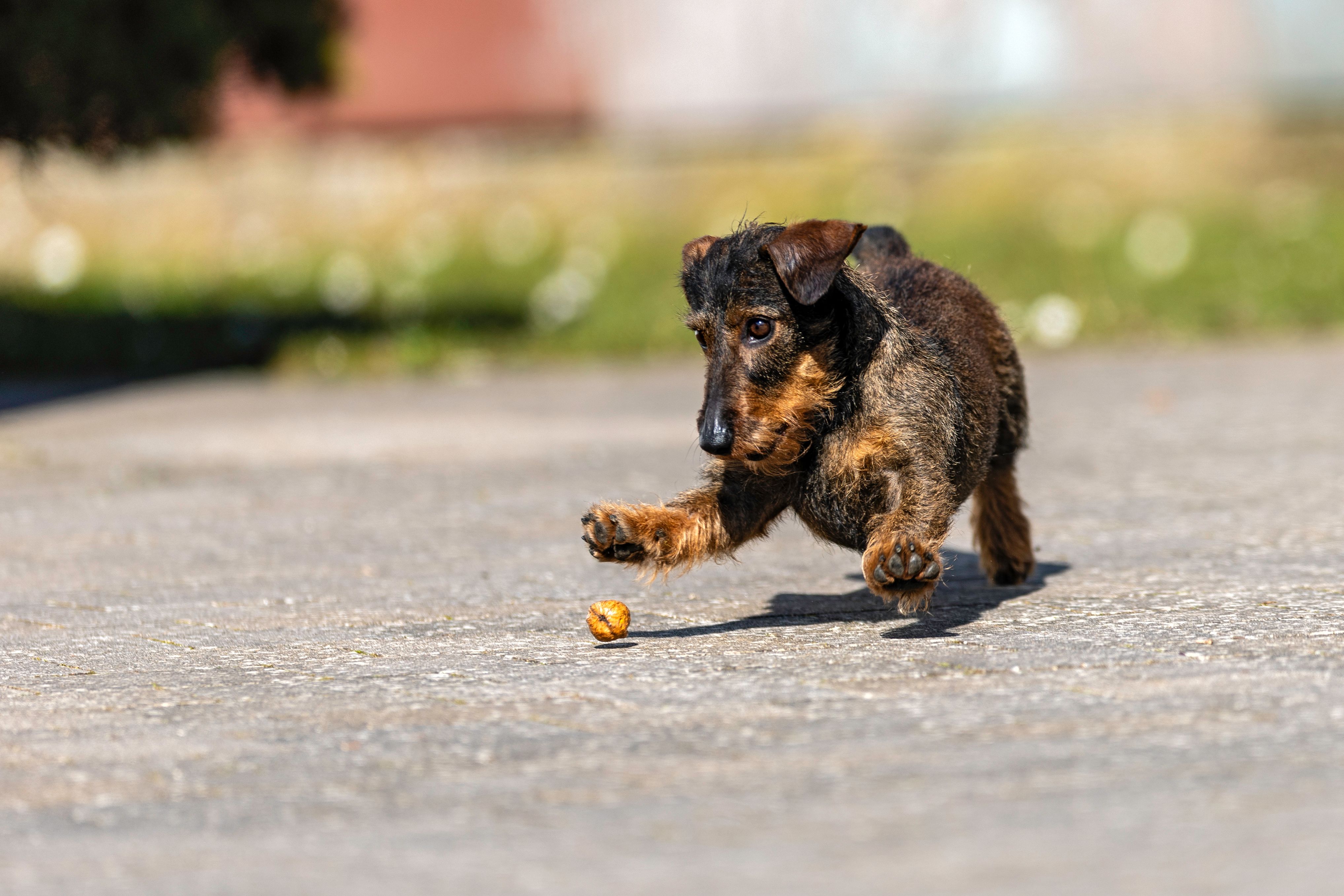Playful dachshund energetically chasing a toy on a sunny day outdoors.