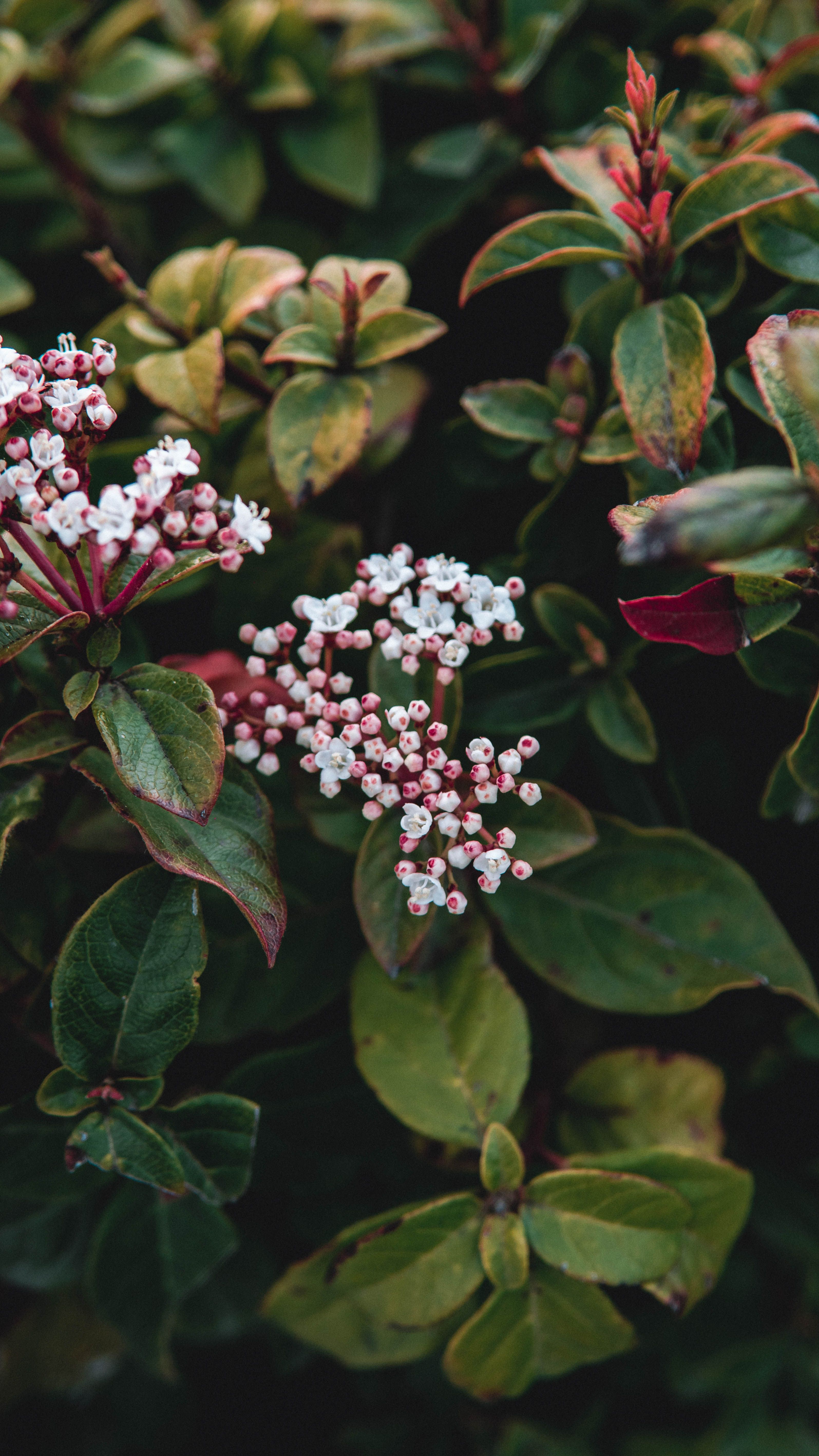 Gratuit Prise de vue détaillée de fleurs de viorne roses avec des feuilles vertes luxuriantes, mettant en valeur la beauté vibrante de la nature. Photos