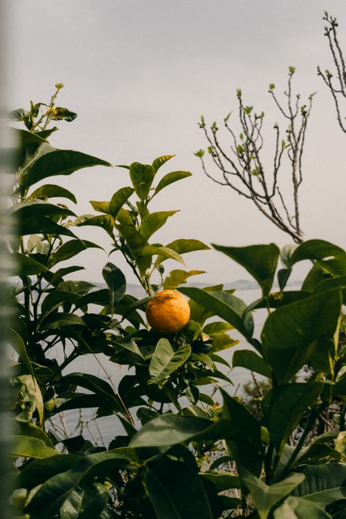 Free A vibrant orange on a tree in Heybeliada, İstanbul, captured during spring. Lush green leaves surround the fruit under a soft sky. Stock Photo