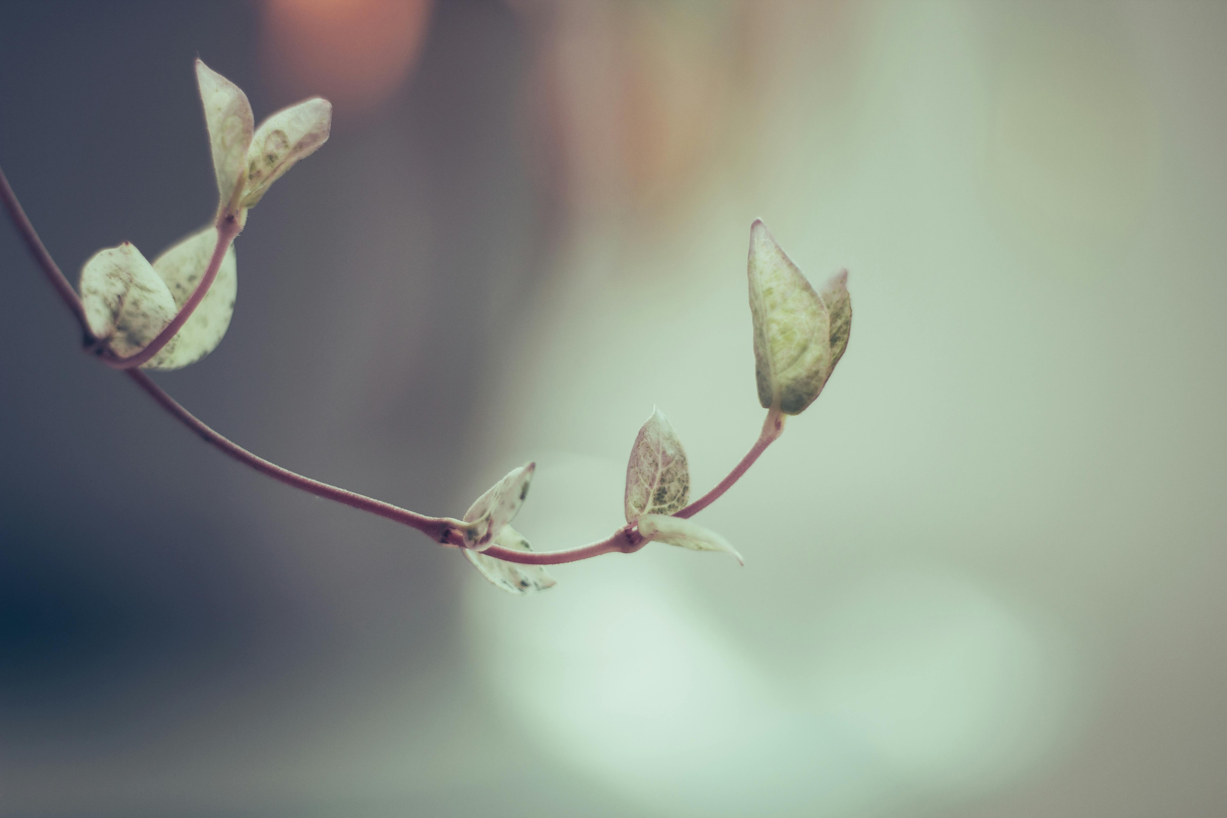 Green Vine Framew Photos, Download The BEST Free Green Vine Framew ...