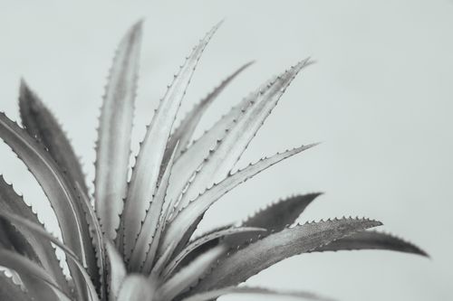 Free Detailed monochrome image of an aloe plant showcasing its spiky leaves and texture. Stock Photo
