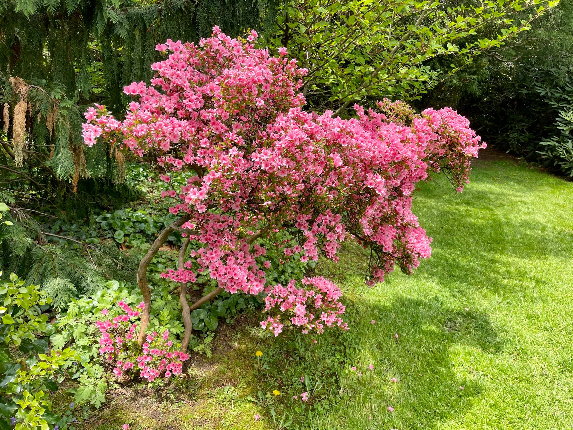 Stunning pink azalea bush blooming in a lush green garden, showcasing nature's beauty.