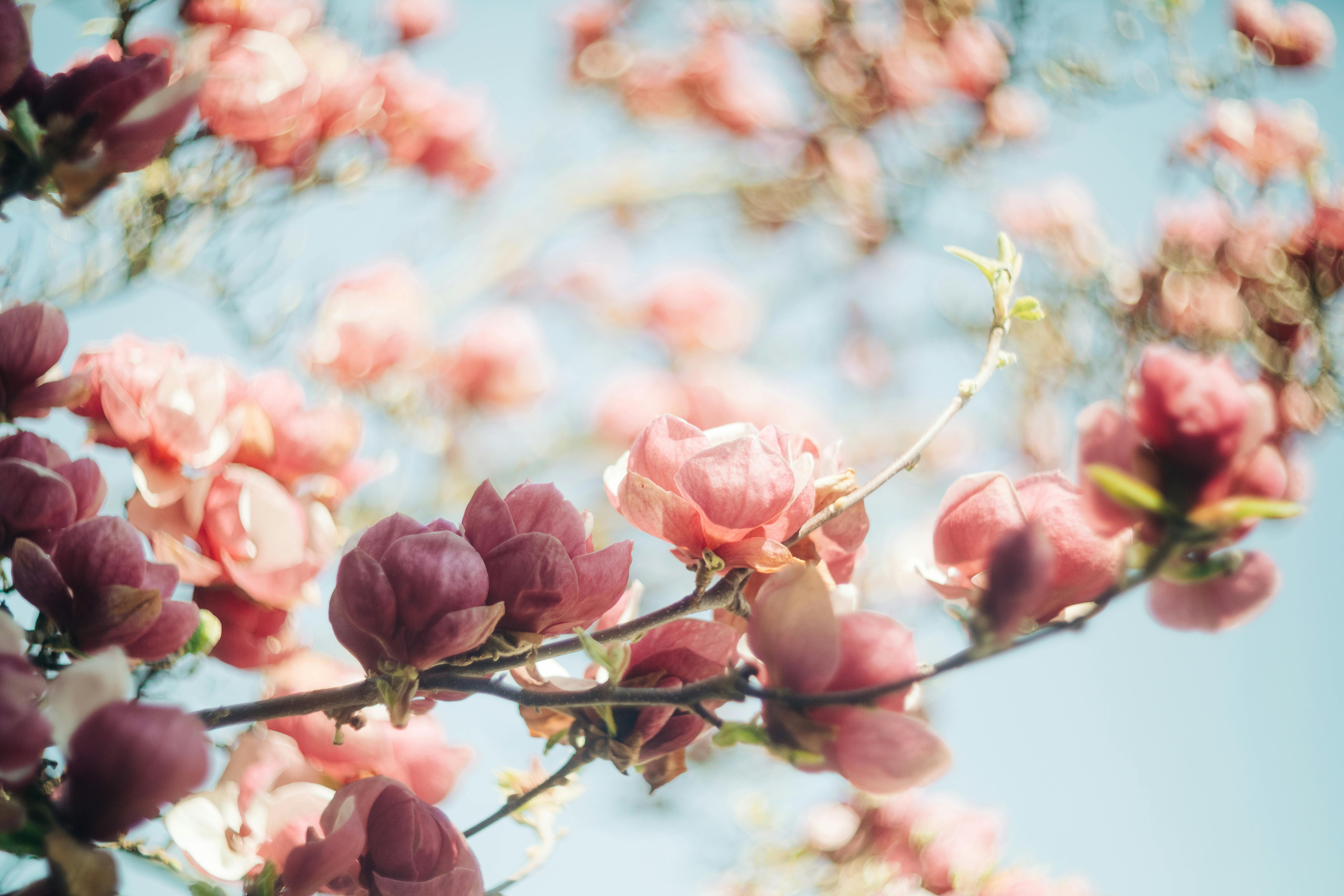 Pink and White Flowers Under Blue Sky · Free Stock Photo, image size:6720x4480