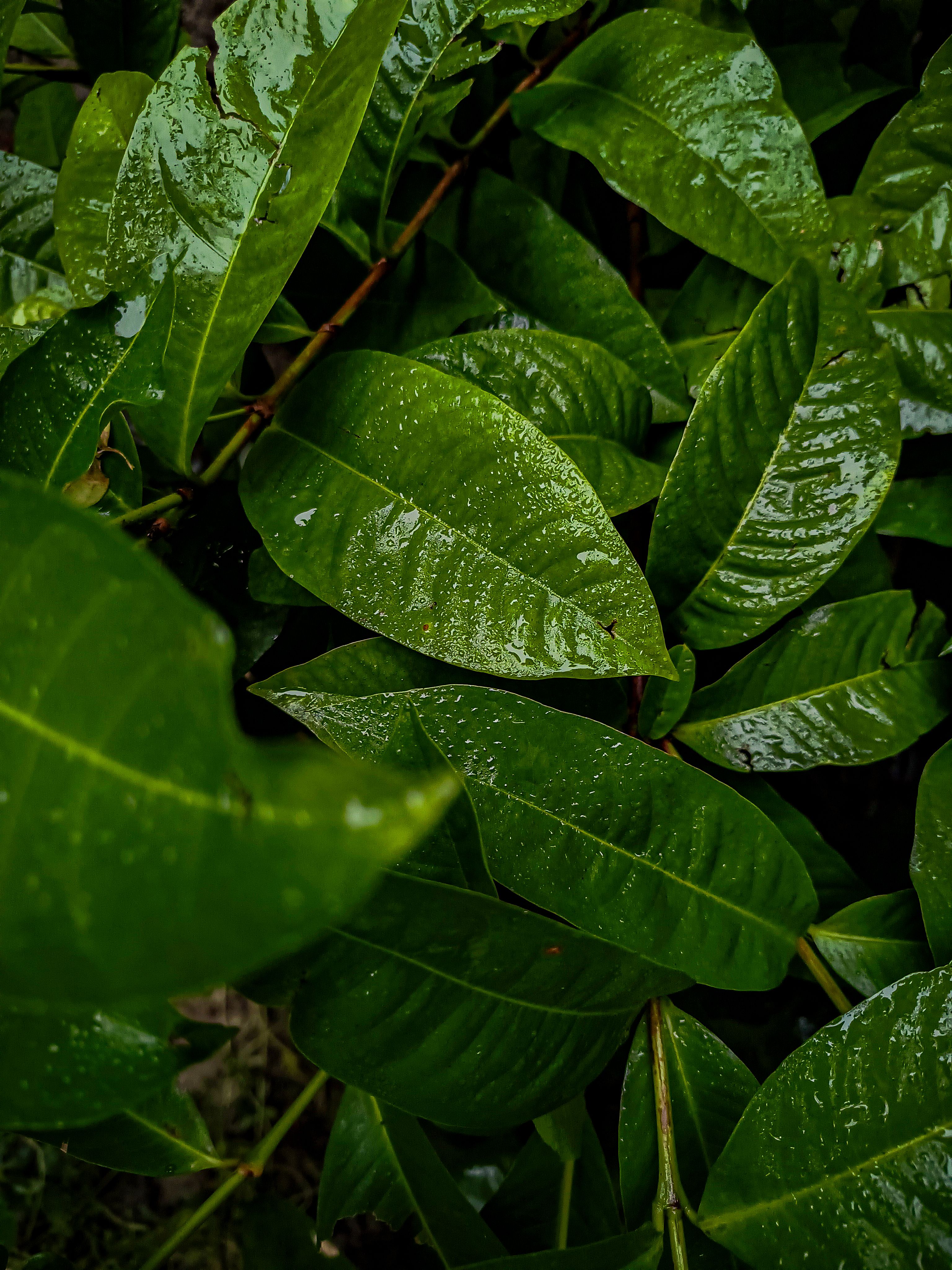 Close-up of Lush Green Leaves with Dew Drops · Free Stock Photo