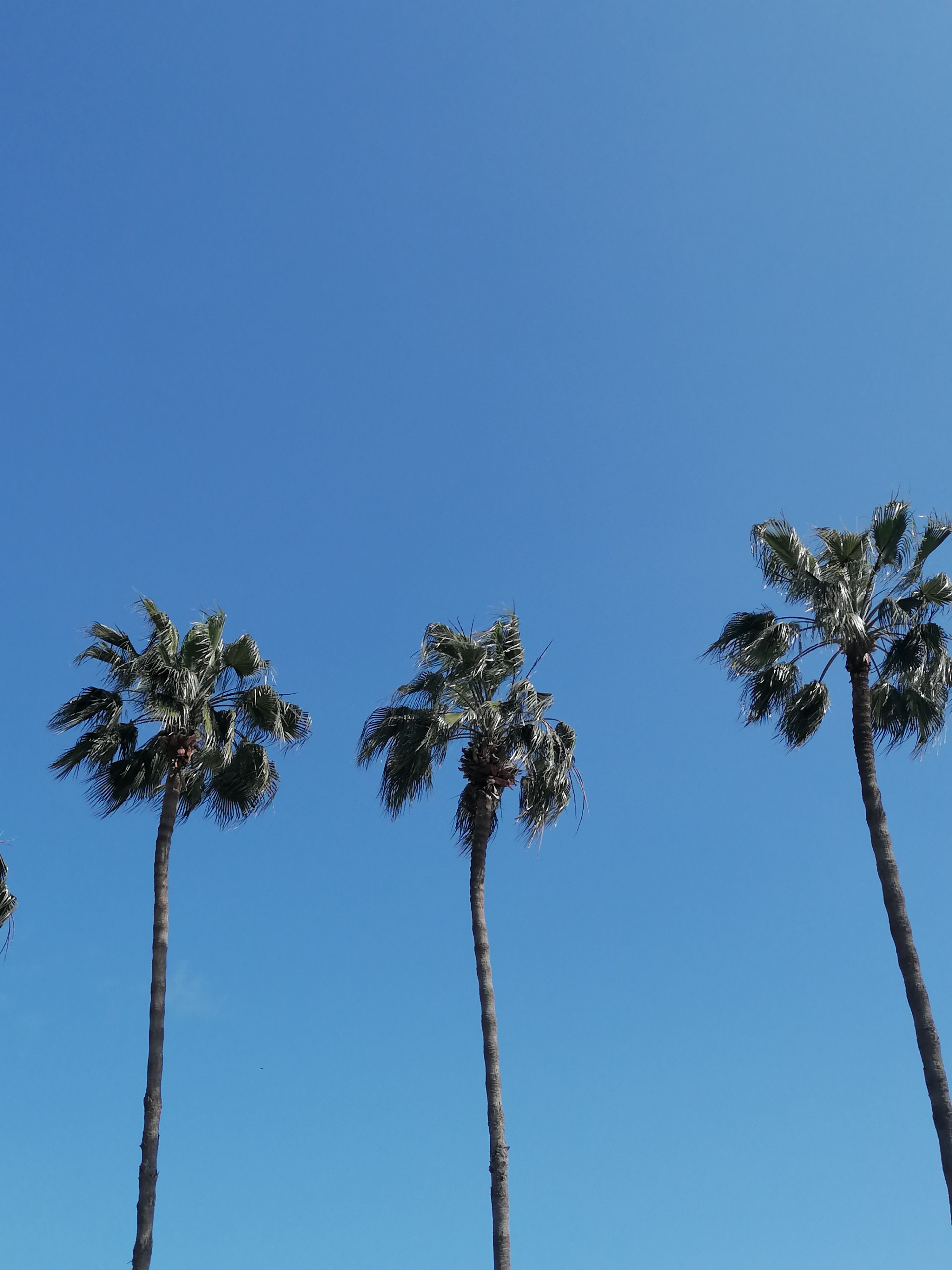 Tall Palm Trees Against a Clear Blue Sky · Free Stock Photo