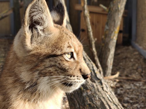 Free stock photo of lynx