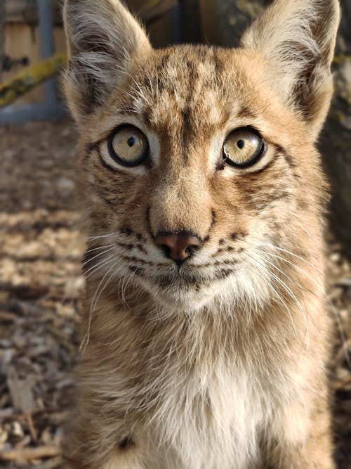 Free stock photo of lynx