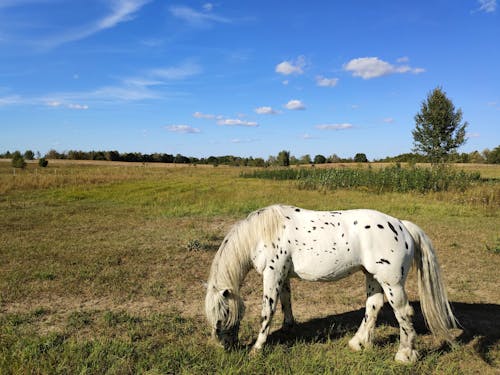 Foto profissional grátis de cavalo, cavalo branco