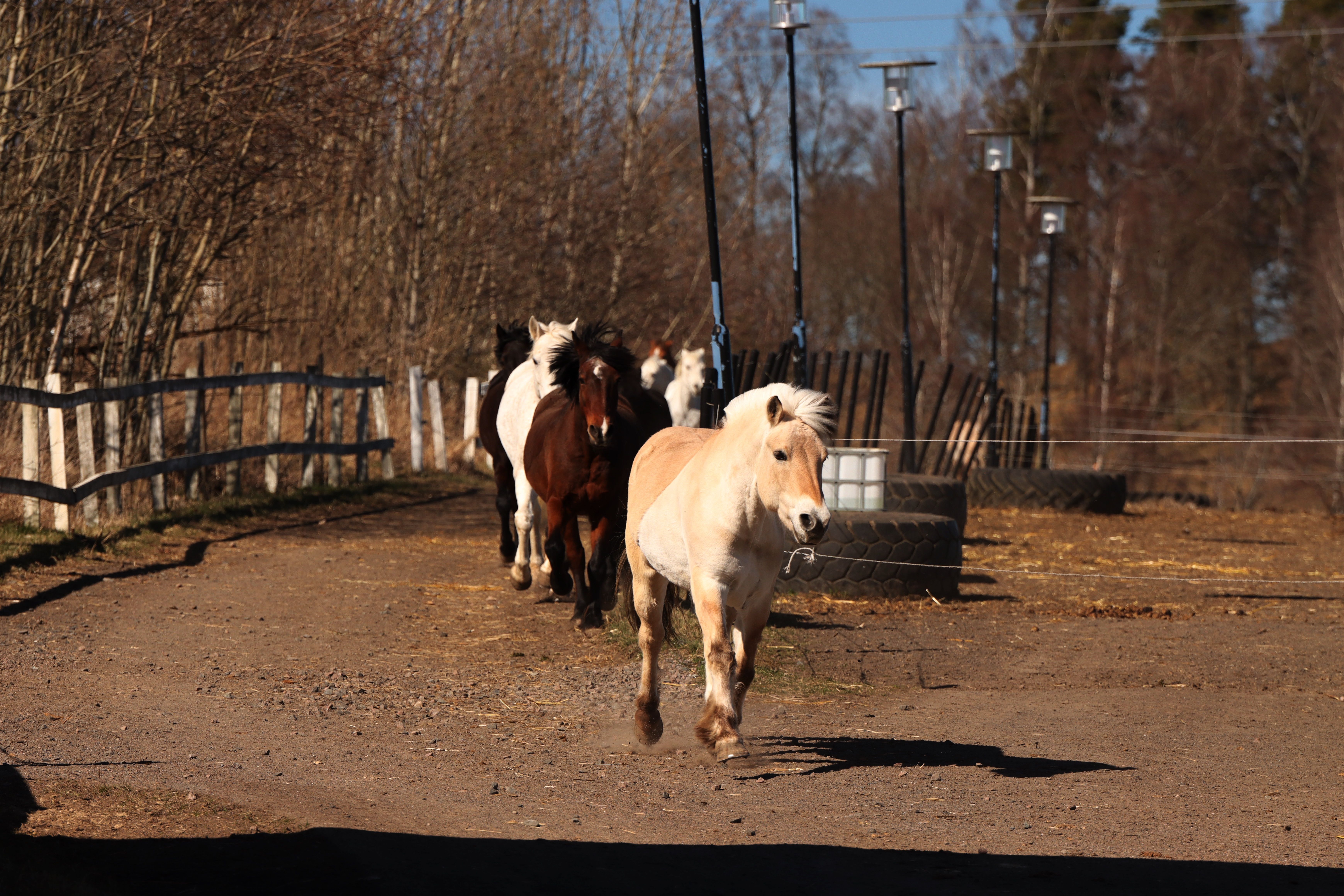 Horse Entrepreneur in Kontiolahti Suffers Major Hay Harvest Destruction in Suspected Vandalism