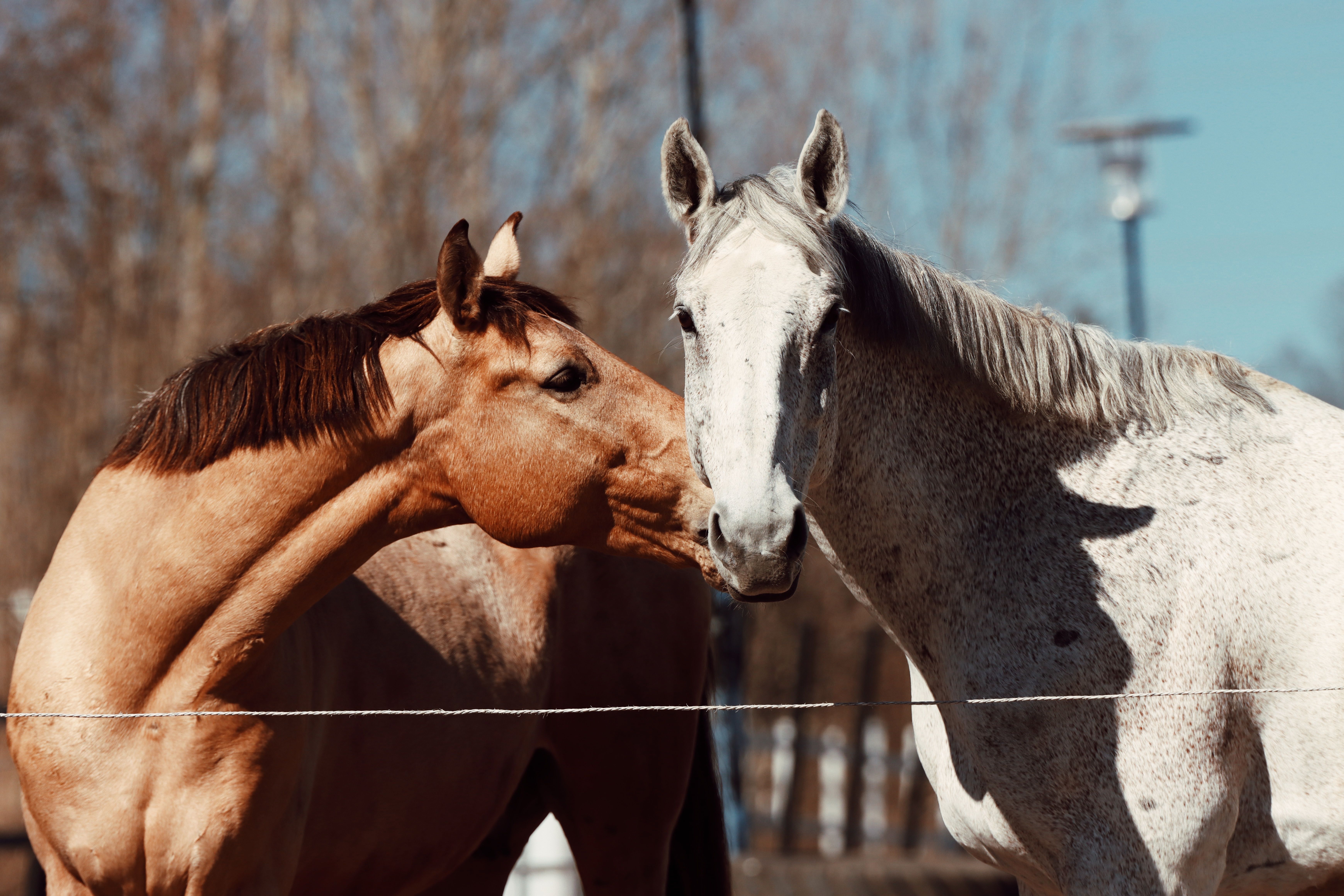 Secure the Right Pet Insurance for Horses UK 2026