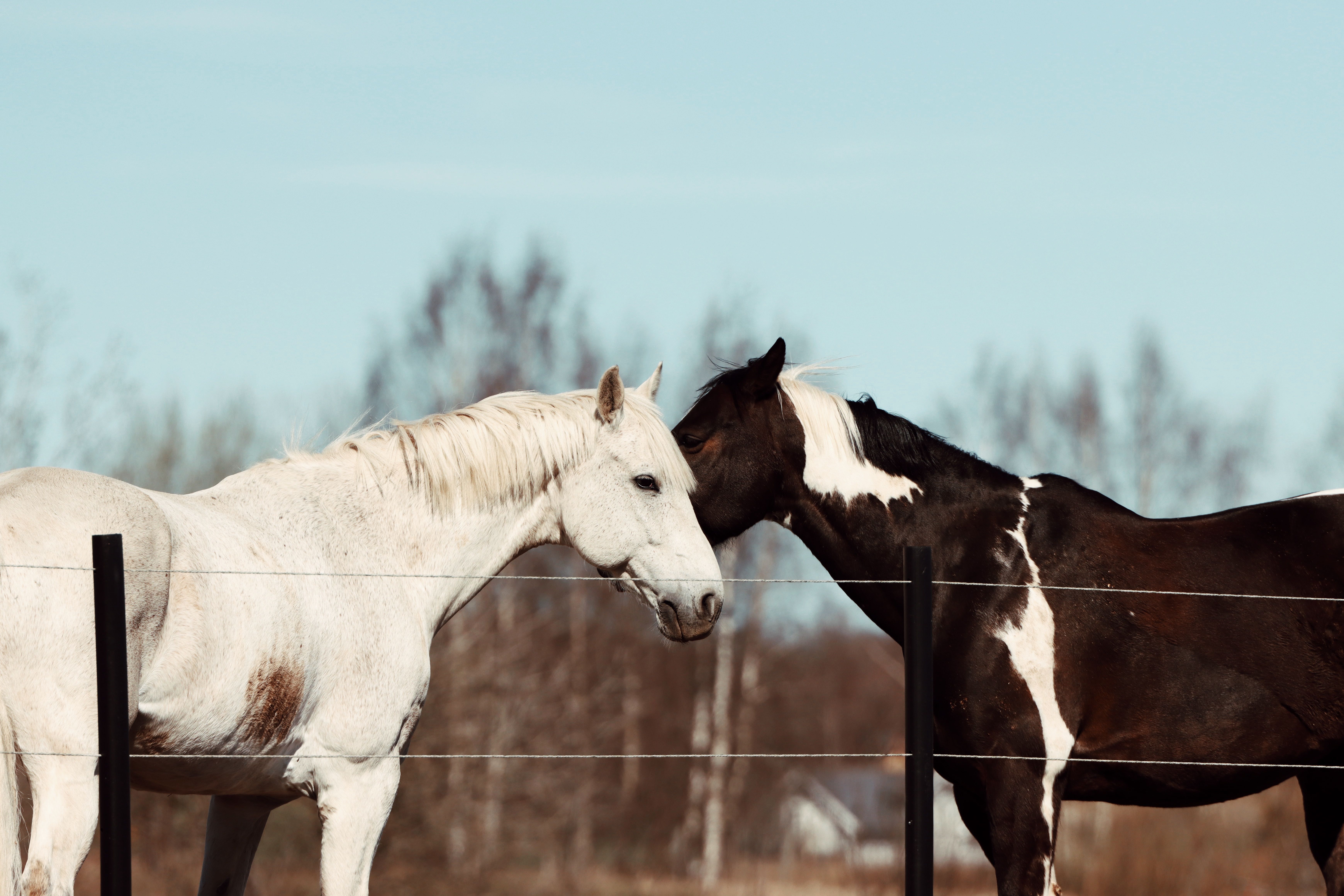 Two Horses Nuzzling in a Swedish Pasture · Free Stock Photo