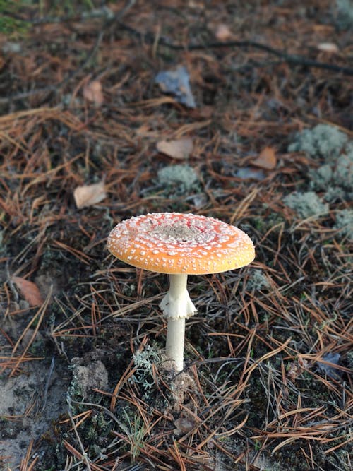 Foto profissional grátis de amanita, cogumelo