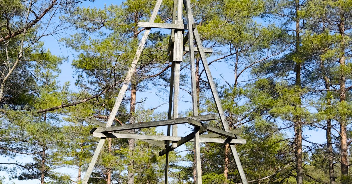 Wooden Triangulation Tower in Pine Forest ยท Free Stock Photo