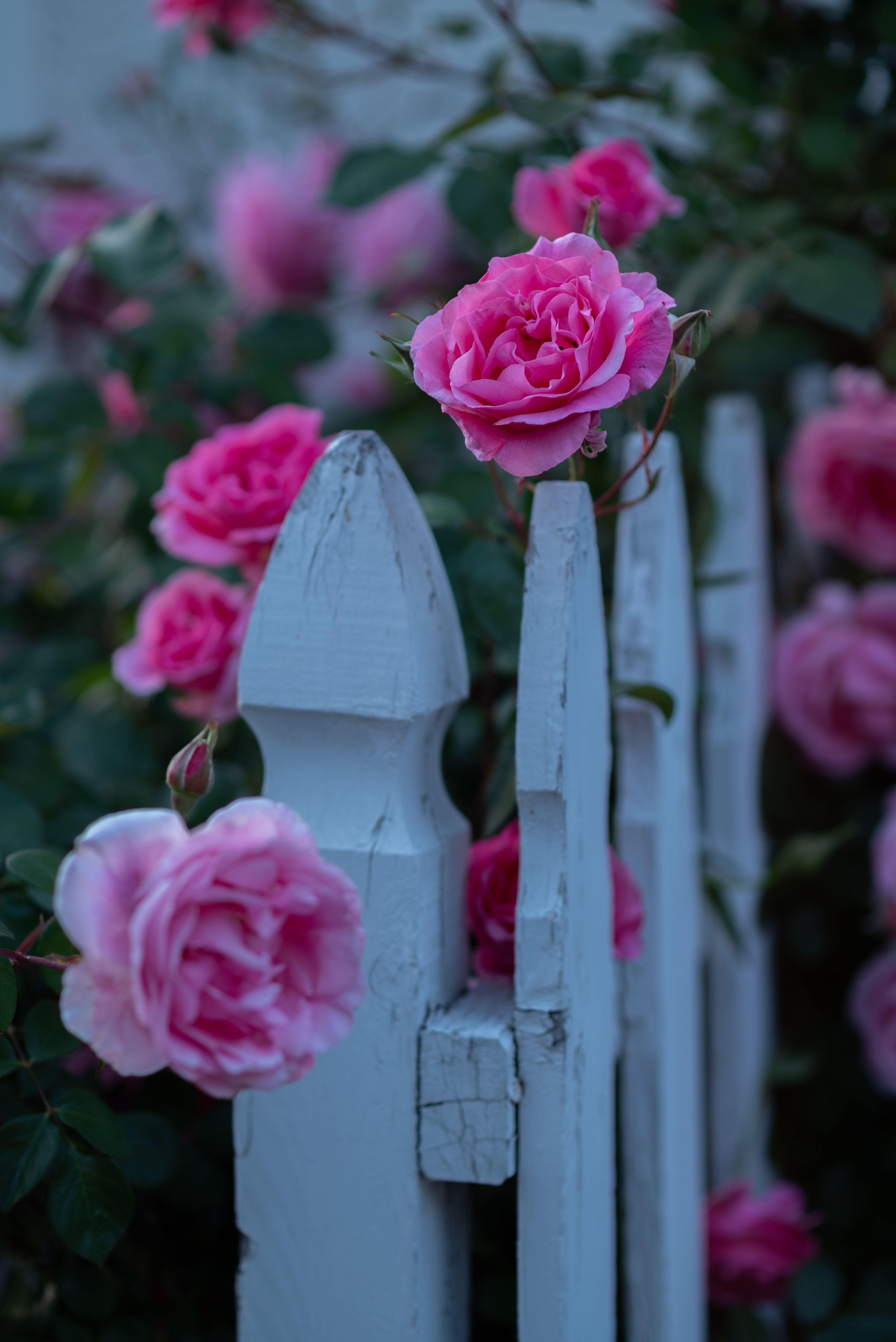 Vibrant Pink Roses on a Rustic White Fence · Free Stock Photo
