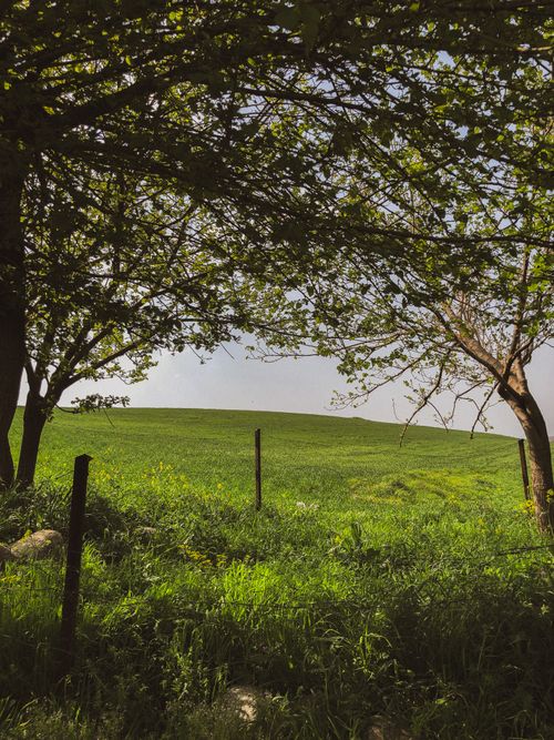 Free Tranquil green meadow framed by lush trees under blue sky, embodying spring serenity. Stock Photo