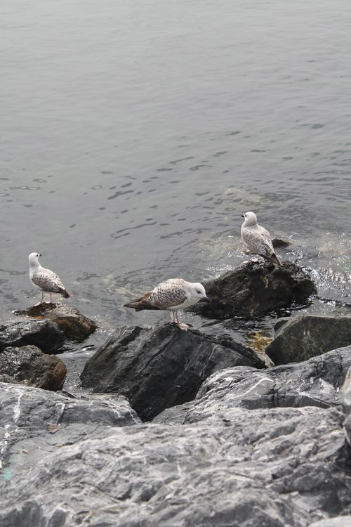 Free Seagulls perched on rocks by the water's edge in İstanbul, Türkiye. Stock Photo