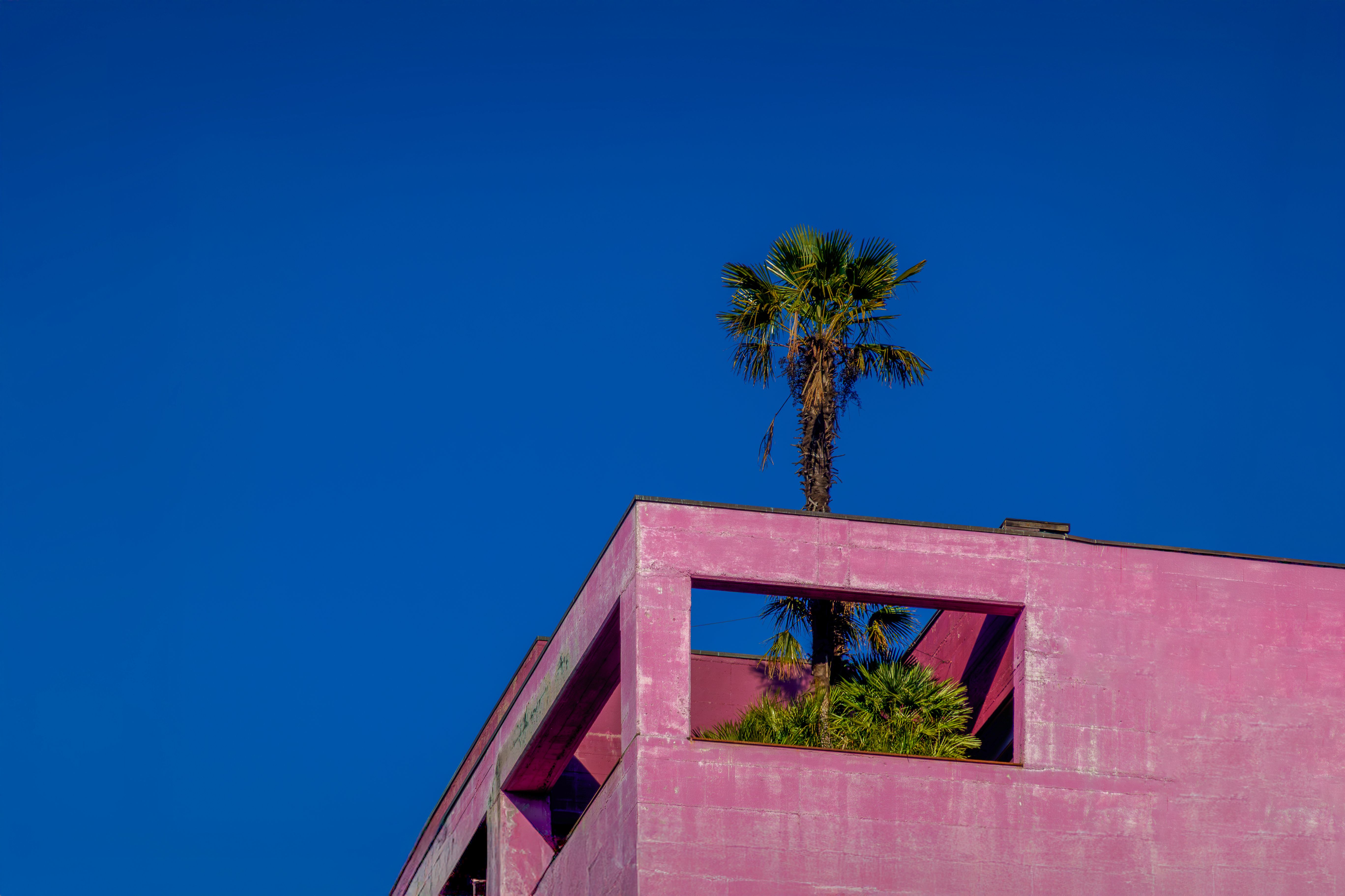 Pink Building Rooftop with Palm Tree Against Blue Sky · Free Stock Photo