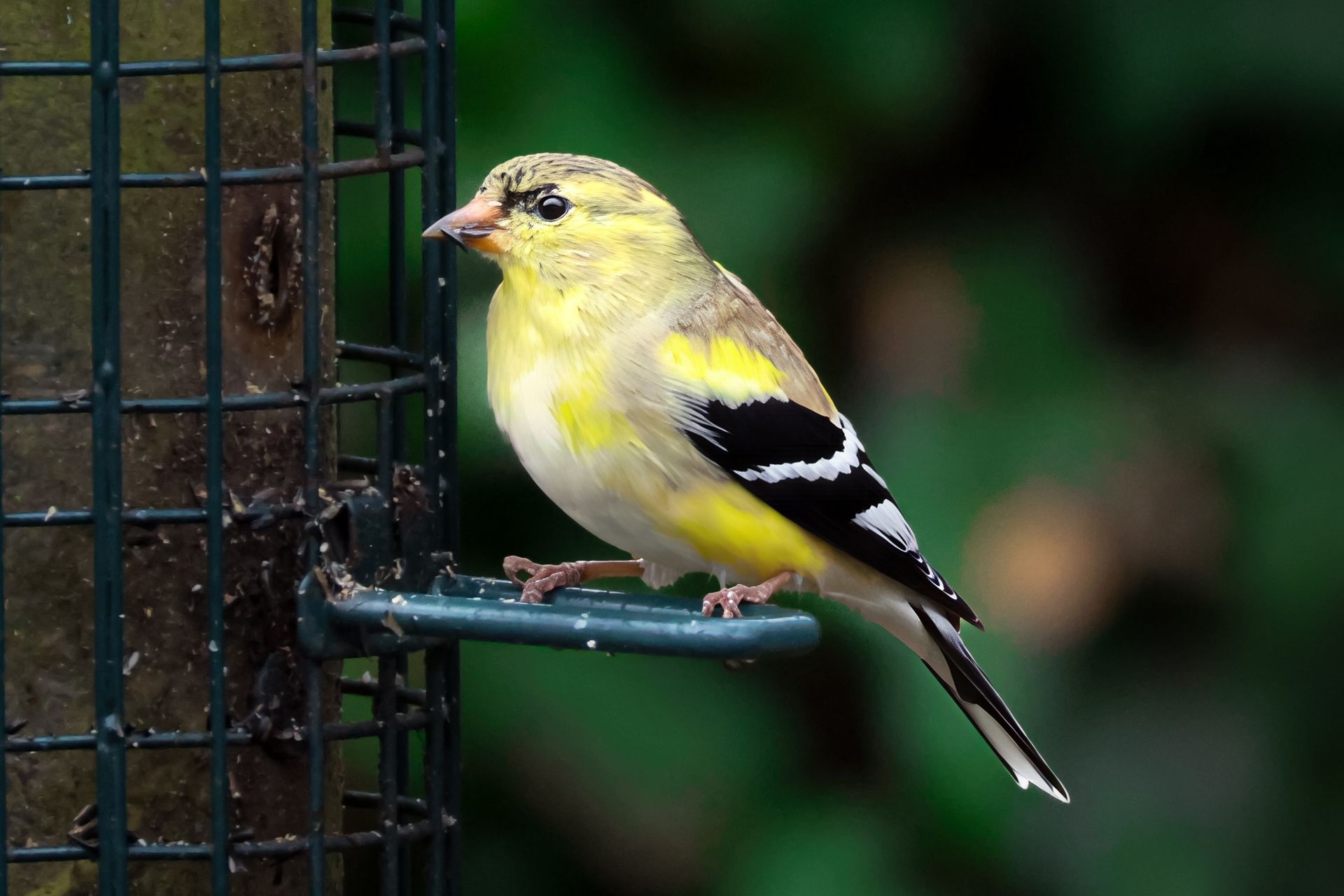 Close-up of an American goldfinch perched on a bird feeder in Darien, Connecticut.