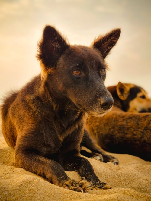 Free Two dogs resting on a sandy beach at sunset, with warm golden light creating a serene atmosphere. Stock Photo