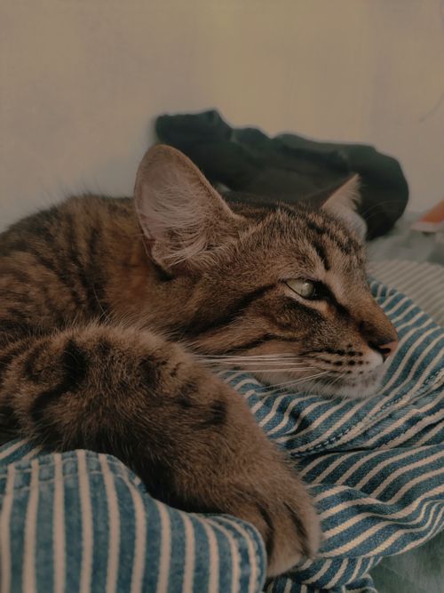 Free Close-up of a relaxed tabby cat lounging on a blue striped blanket indoors. Stock Photo
