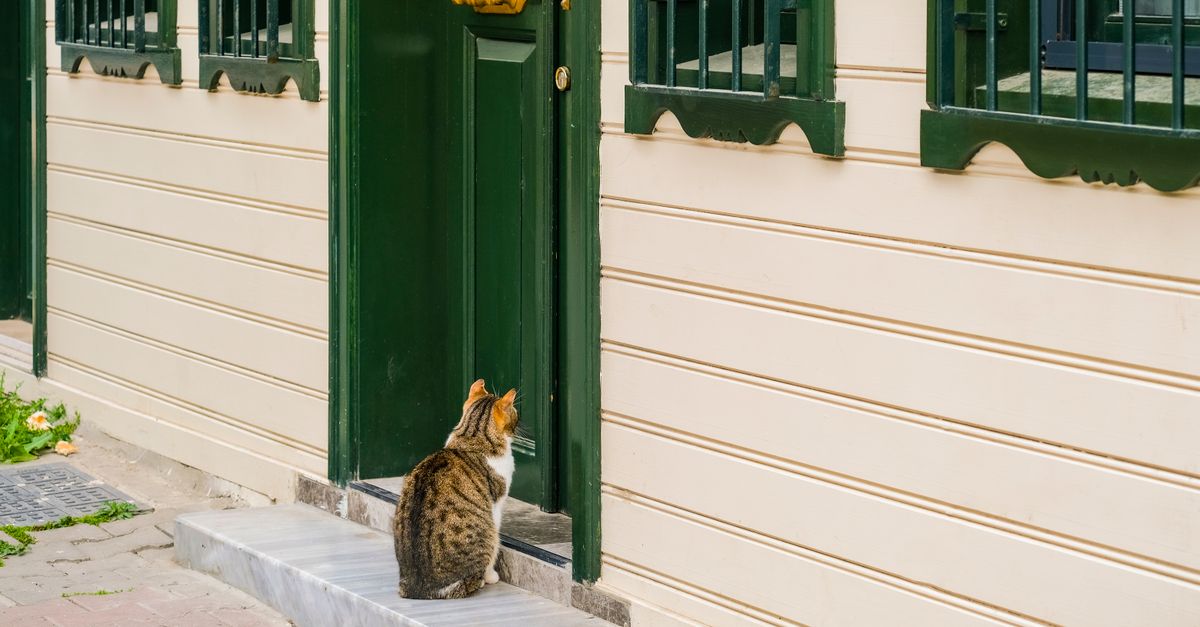 Um gato sentado perto de uma porta verde tradicional em Istambul, Turquia.