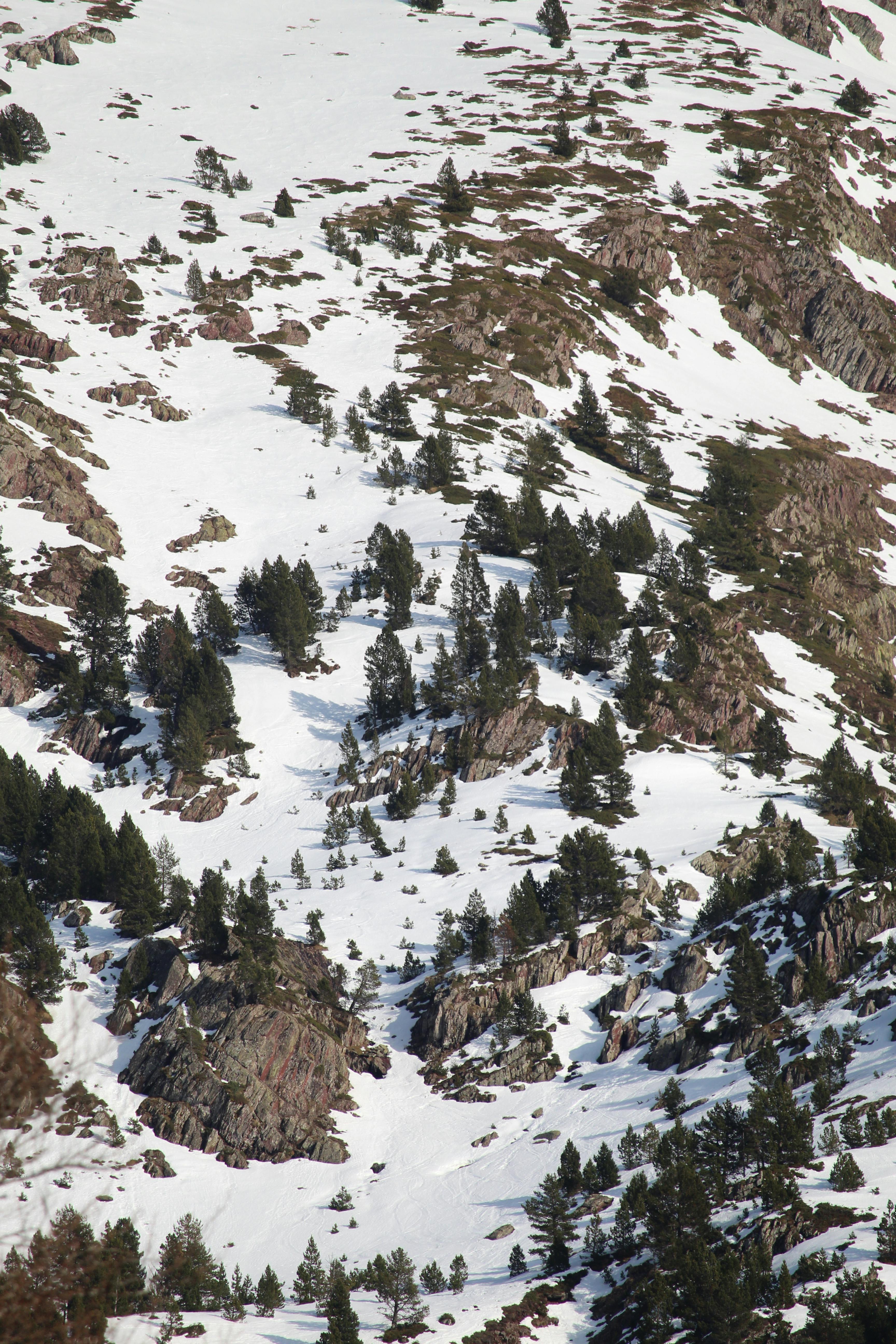Breathtaking view of snow-covered mountains with pines in Jaca, Aragón, Spain.