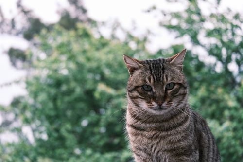 Free A detailed portrait of a tabby cat with a lush green background, captured outdoors. Stock Photo