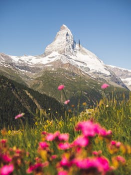 Matterhorn mountain with vibrant wildflowers in the foreground under a clear blue sky in summer.