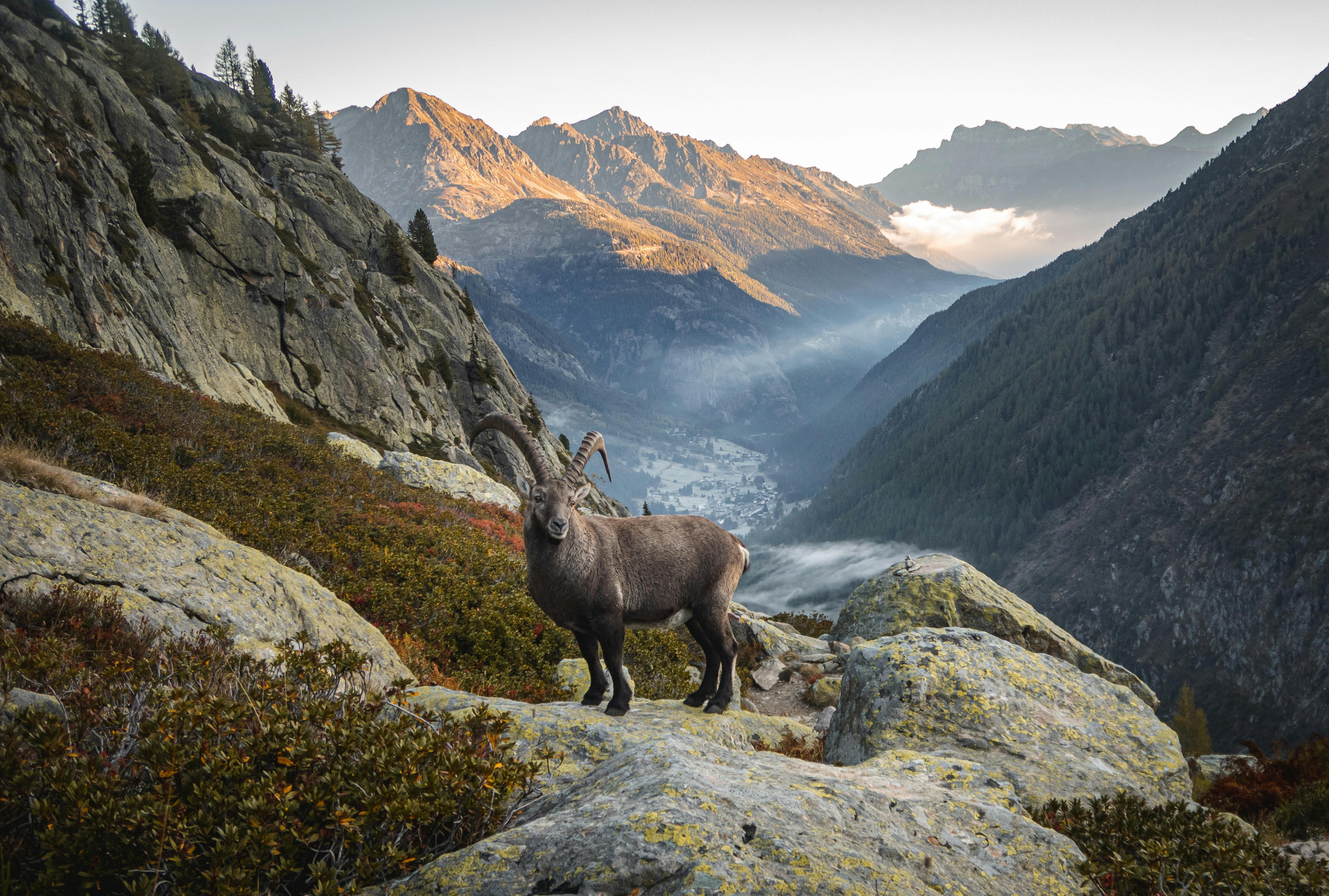 A majestic Alpine ibex standing on rocky terrain with breathtaking mountain views.