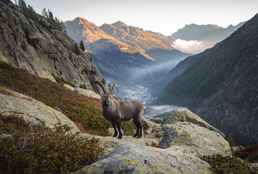 A majestic Alpine ibex standing on rocky terrain with breathtaking mountain views.