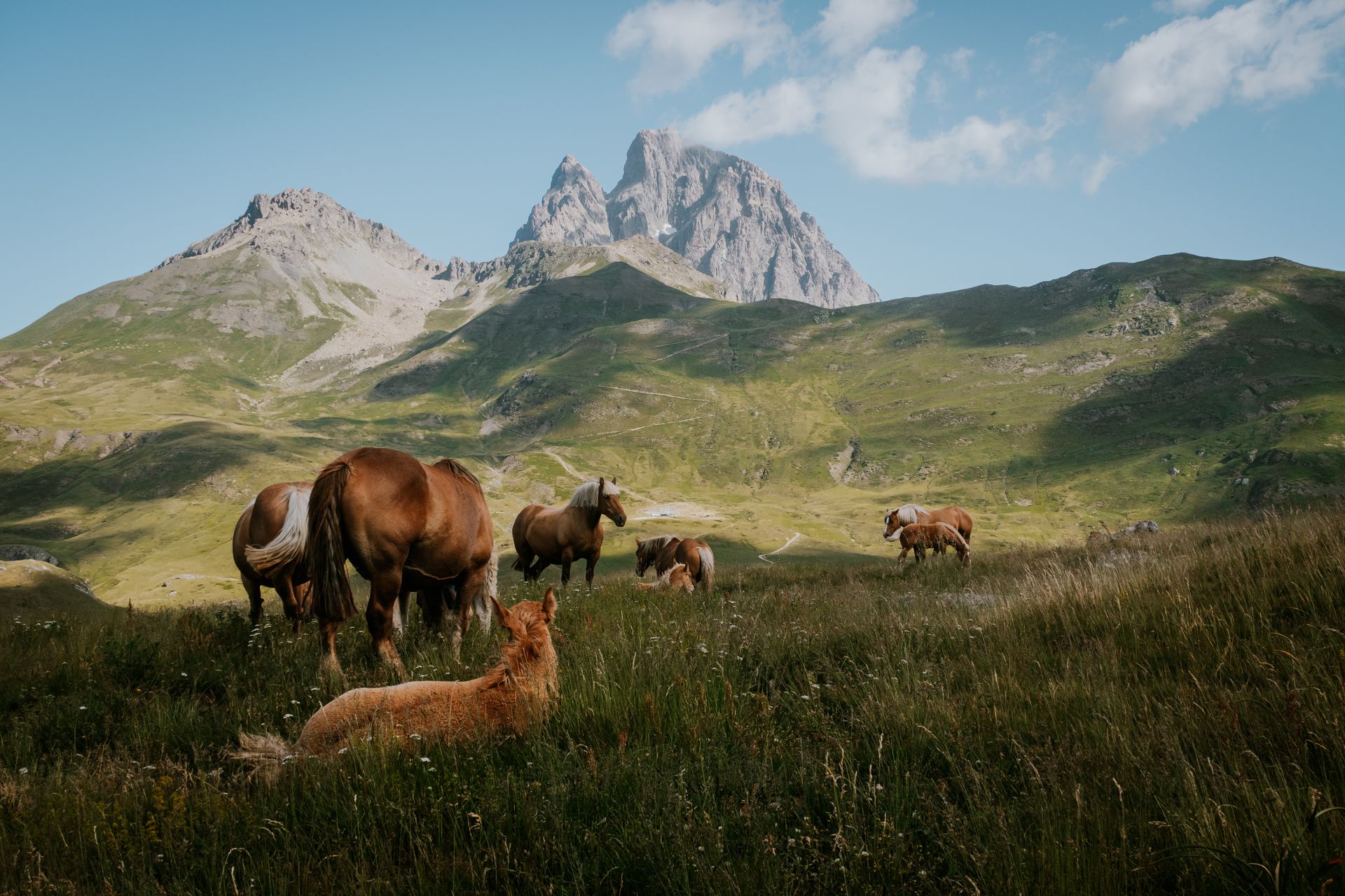 Group of horses grazing with scenic mountain backdrop, showcasing nature's beauty.
