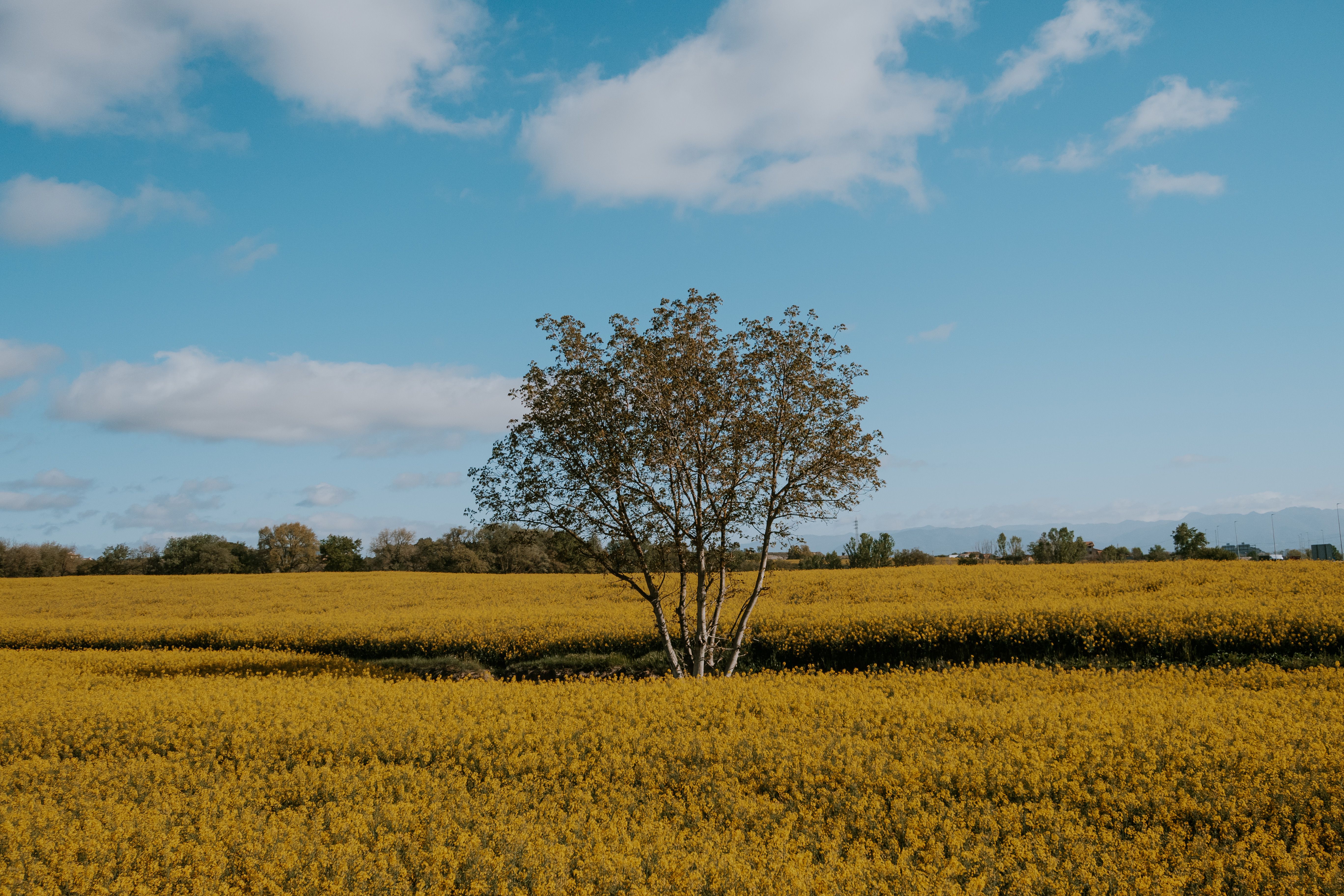 Solitary Tree in Vast Yellow Field Under Blue Sky · Free Stock Photo