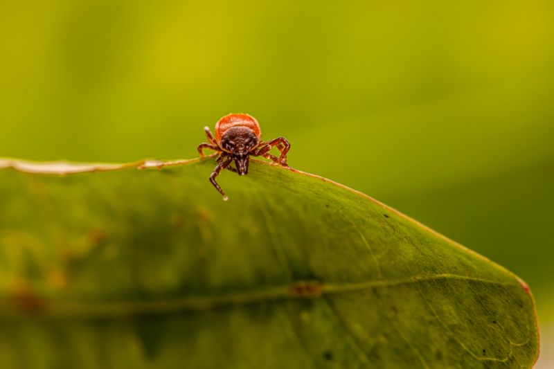 Flea and Tick Prevention for Dogs and Cats: Best Products Compared