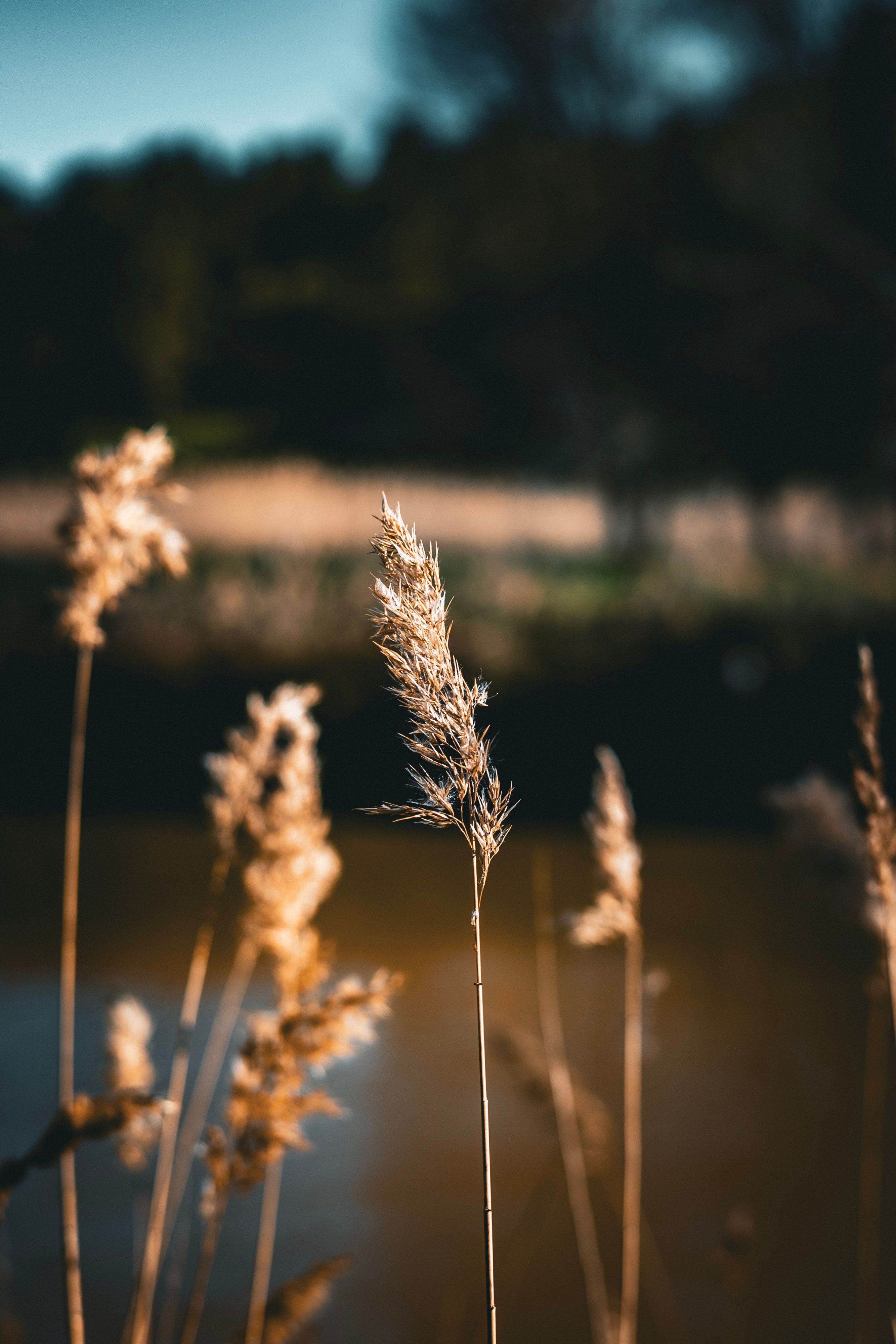 Tranquil Summer Reeds by a Reflective Pond · Free Stock Photo