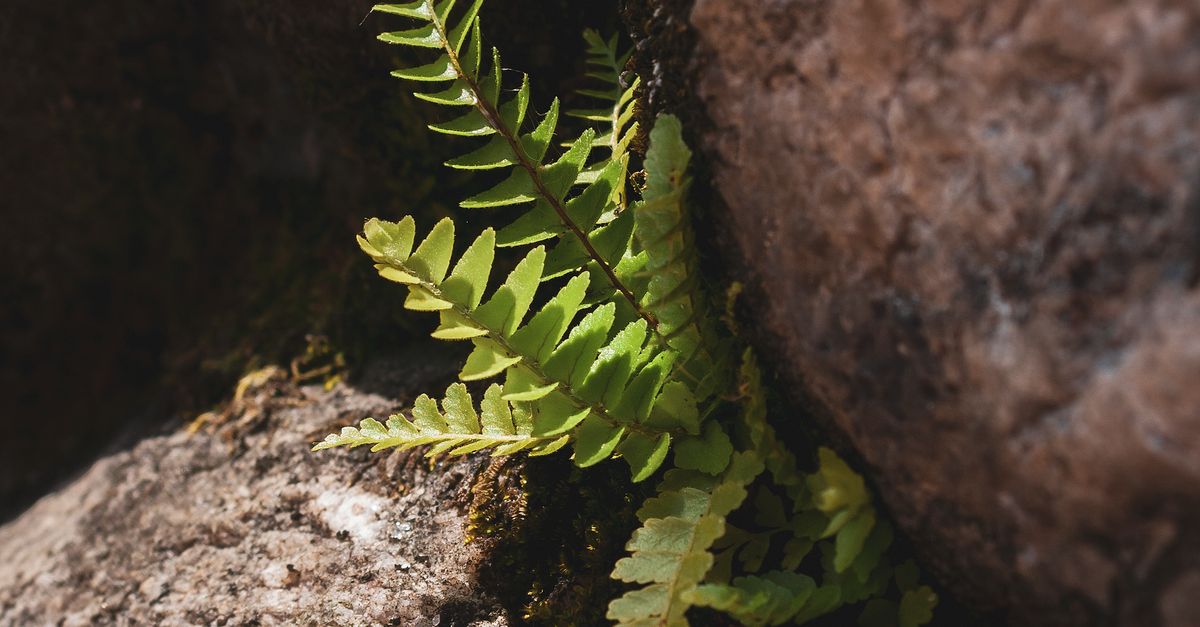 Fern Growing Among Rustic Rocks in Mérida · Free Stock Photo