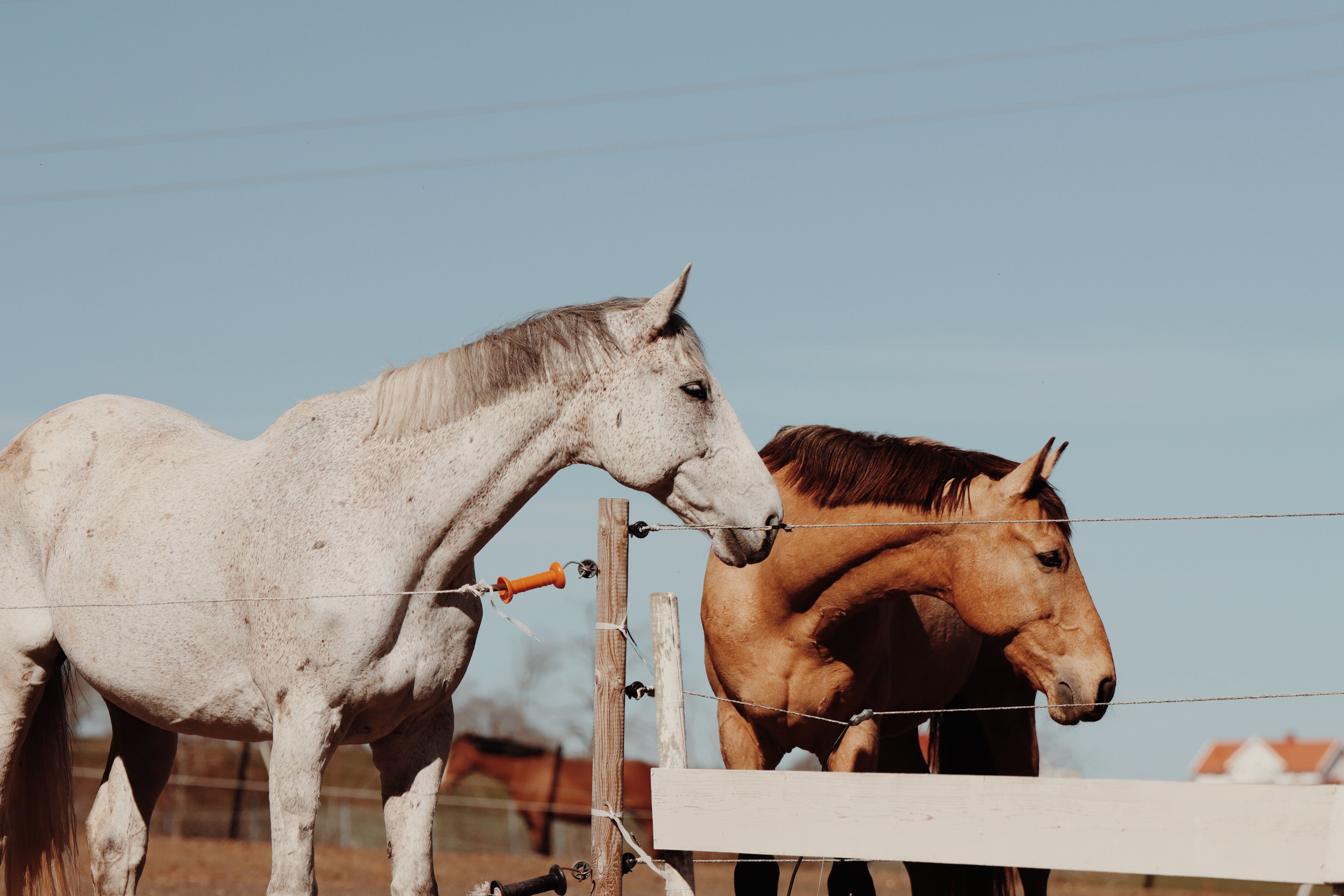 Animal welfare and rights in Sweden: A legislative review