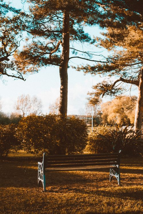 Free Peaceful park with wooden bench and trees in warm autumn light. Stock Photo