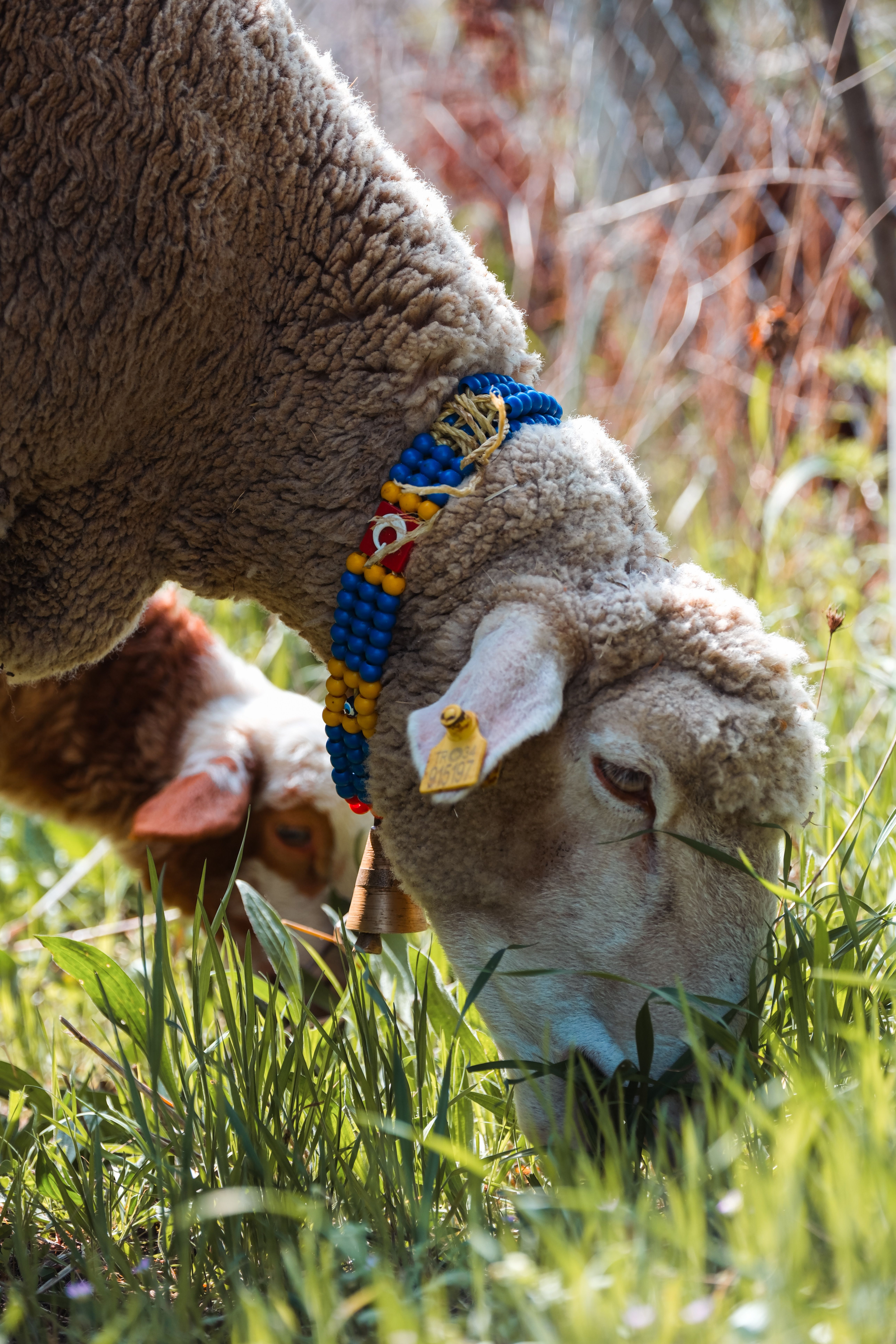 Sheep Ruminant Photos, Download The BEST Free Sheep Ruminant Stock ...