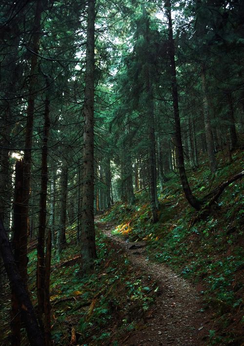 Free Peaceful forest path surrounded by dense green trees in the daytime. Stock Photo