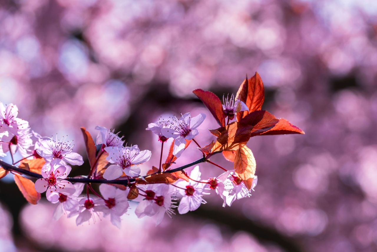a close up view of vibrant cherry blossoms with a pink floral backgrou