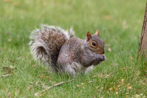 Free Close-up of a grey squirrel eating on a grassy lawn, showcasing natural wildlife behavior. Stock Photo
