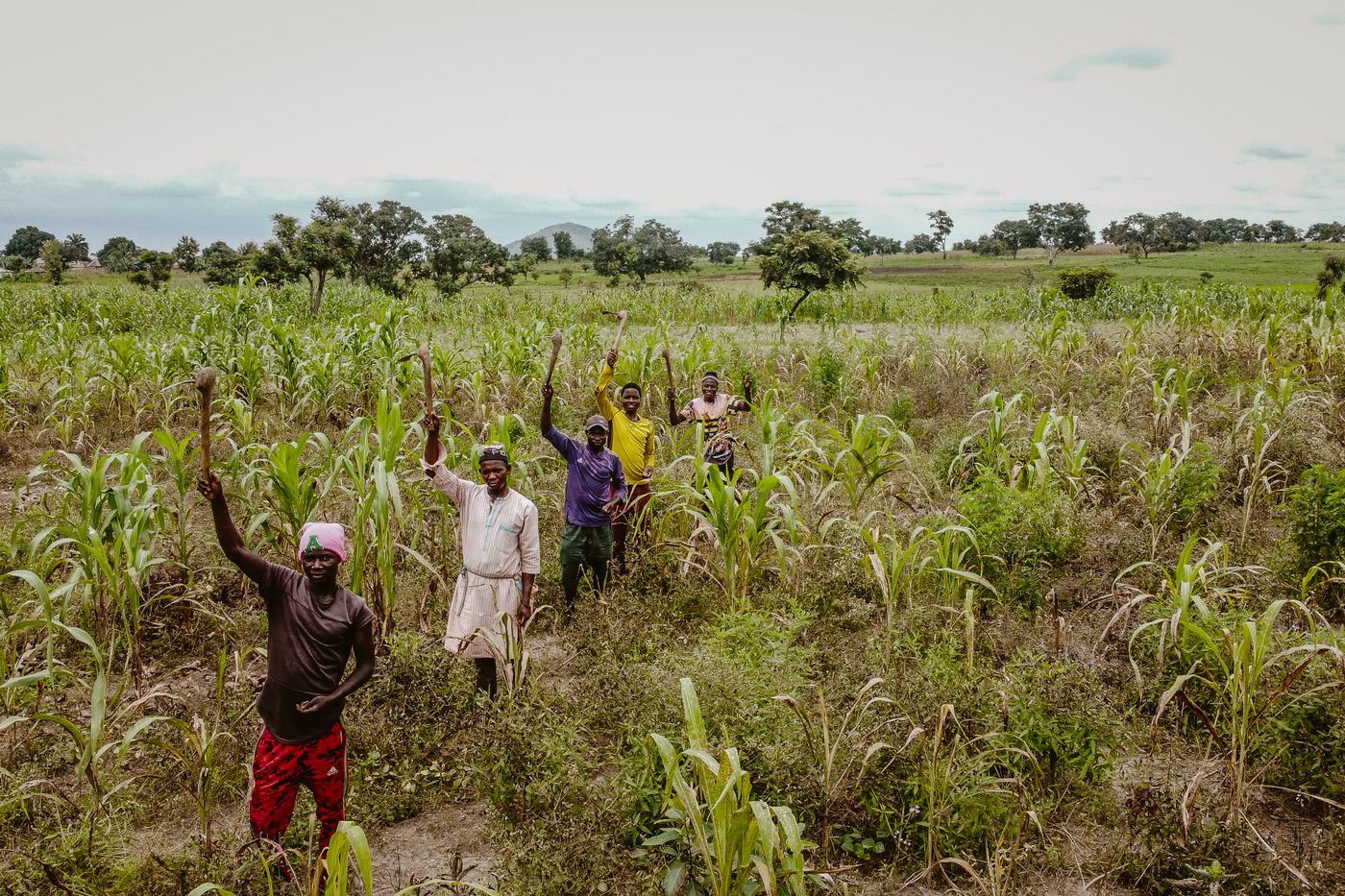 Photo de stock illustrant le travail agricole en Afrique, les cultures ou les soins aux plants