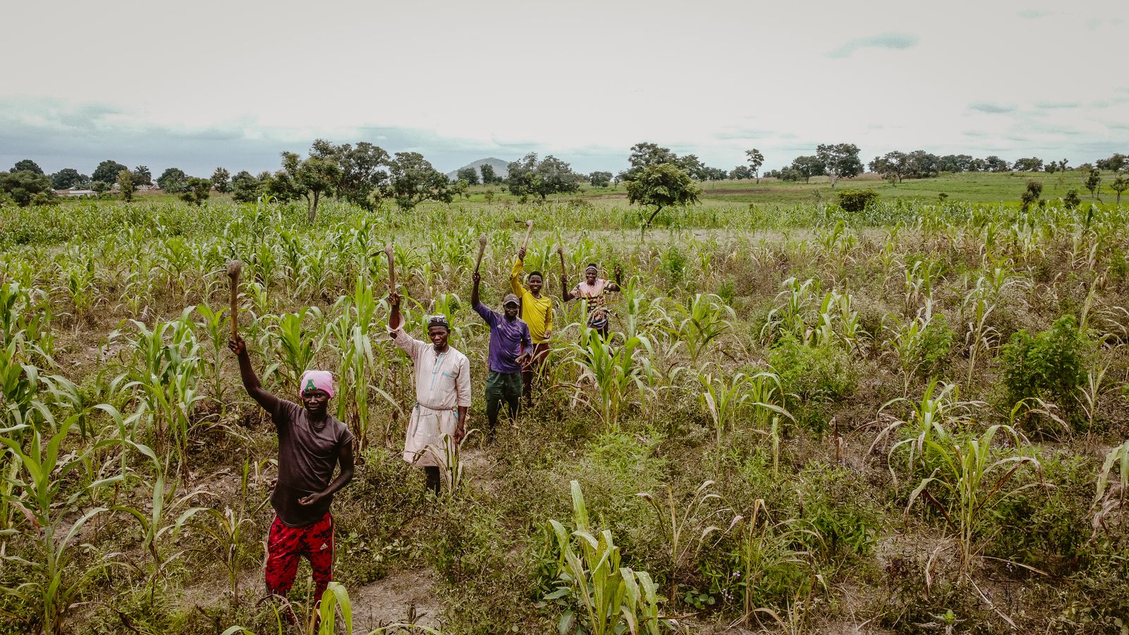 African farmers working in a green agricultural field