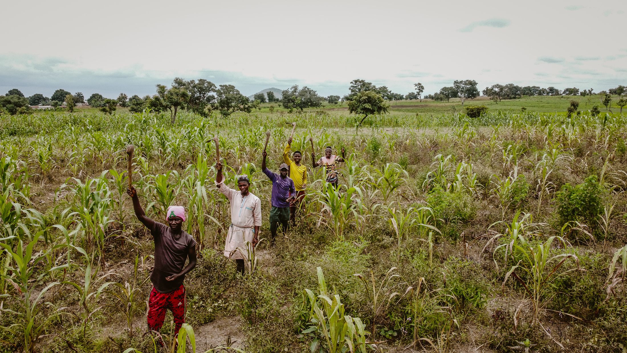 African farmers working together in a lush green field