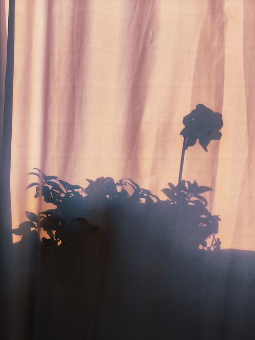 Free Artistic silhouette of foliage against a sunlit curtain, casting soft shadows. Stock Photo