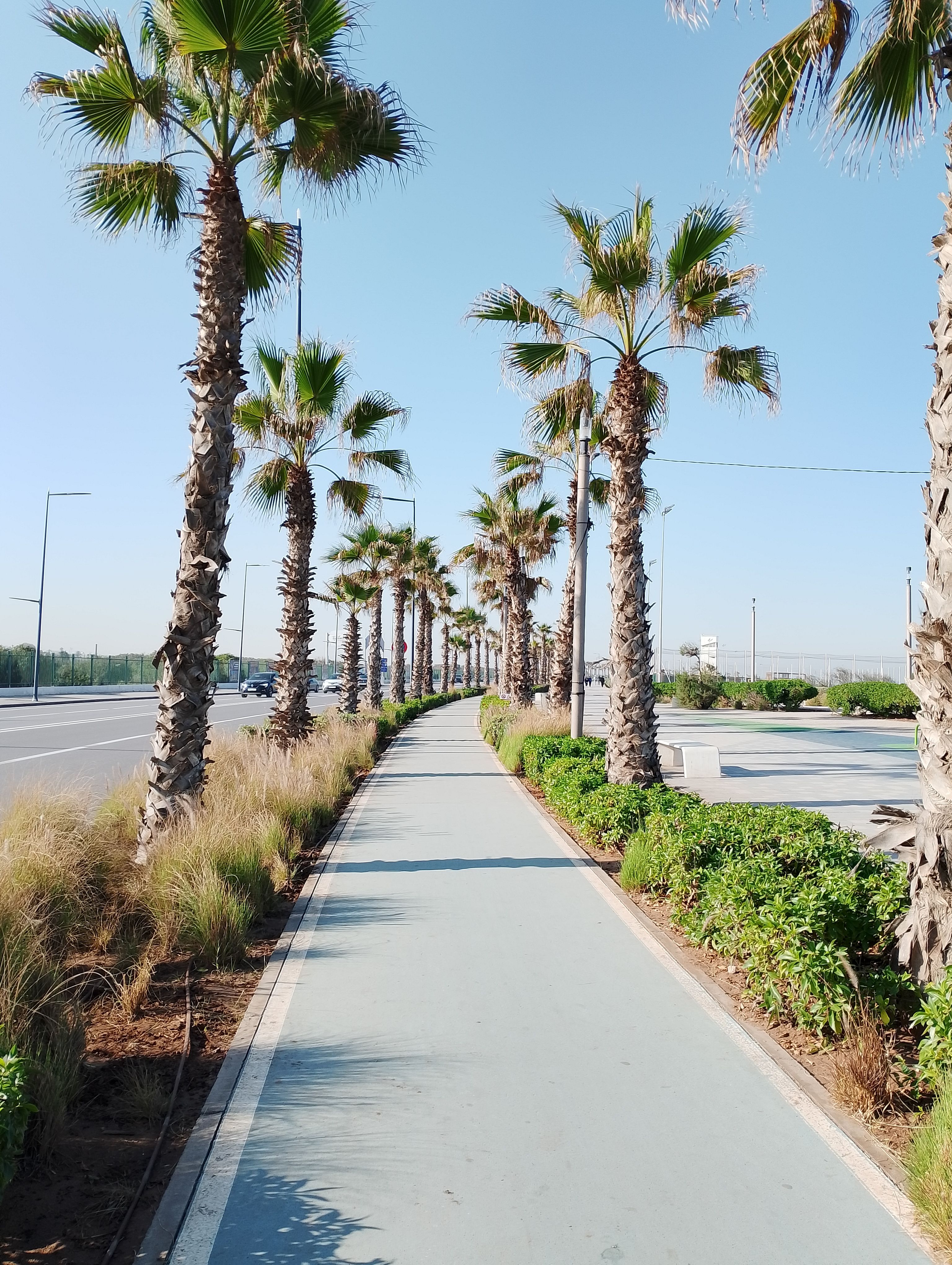 Free Bright day with palm trees lining a pathway in Casablanca, Morocco. Stock Photo