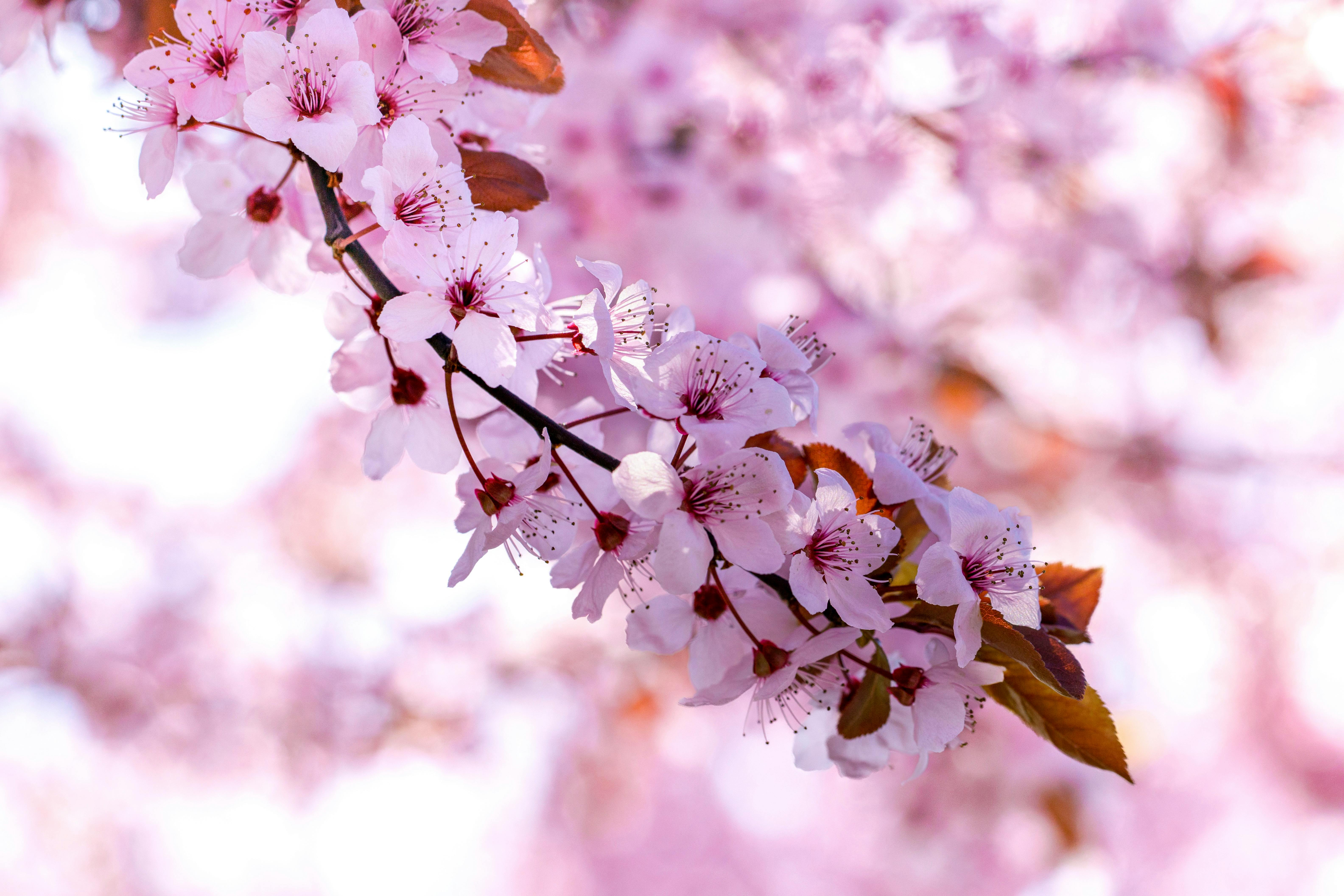 Close-up of a cherry blossom branch with pink flowers in springtime.