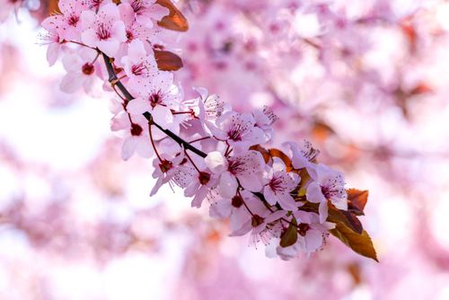 Free Close-up of a cherry blossom branch with pink flowers in springtime. Stock Photo
